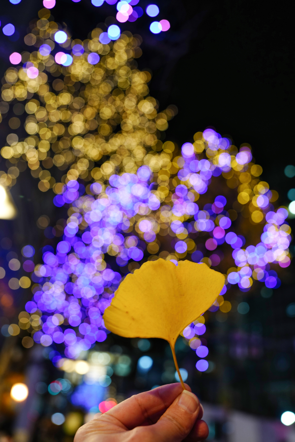 SONY α1 II + FE 24-70mm F2.8 GM II