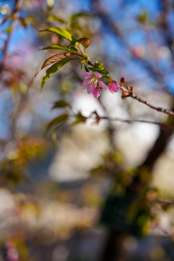 SONY α1 II + FE 24-70mm F2.8 GM II