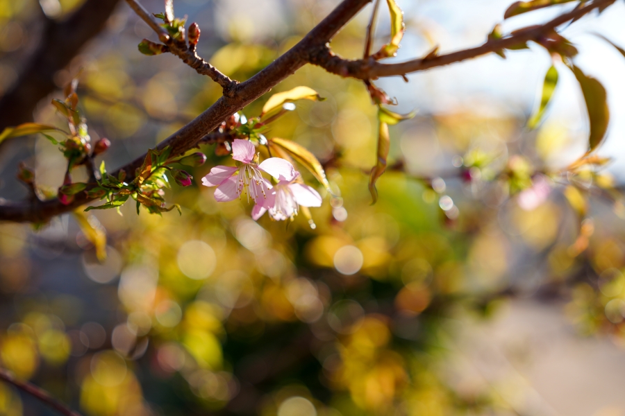 SONY α1 II + FE 24-70mm F2.8 GM II