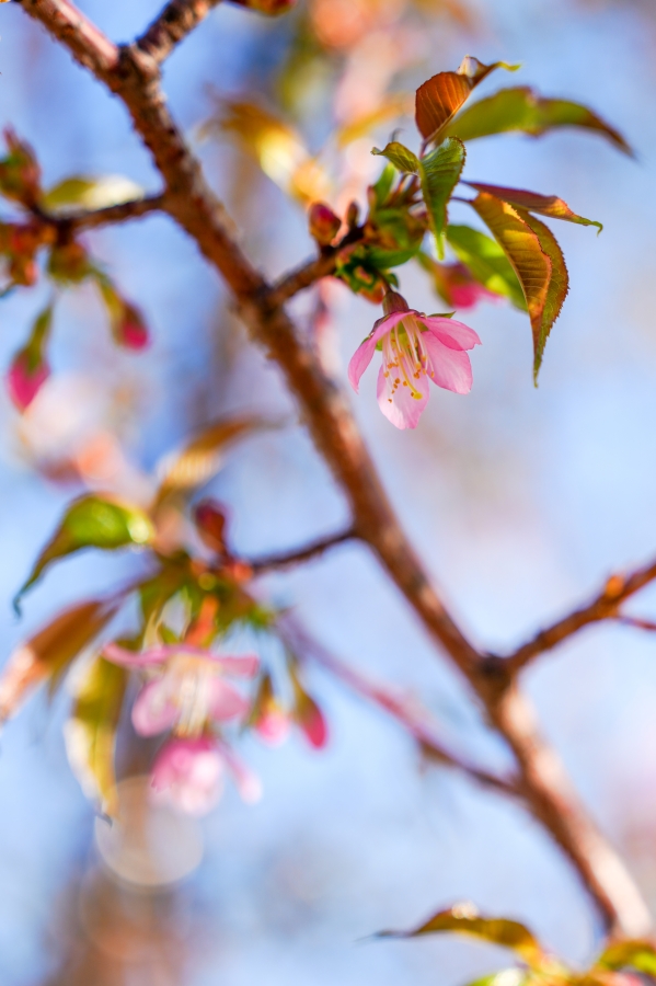 SONY α1 II + FE 24-70mm F2.8 GM II