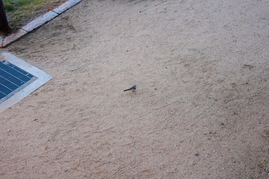 SONY α1 II + FE 24-70mm F2.8 GM II