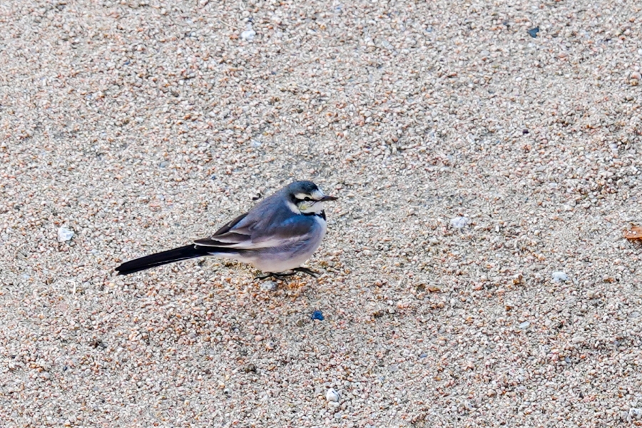 SONY α1 II + FE 24-70mm F2.8 GM II