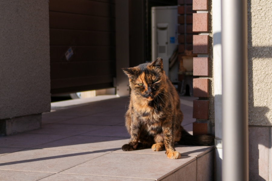 SONY α7CR + SAMYANG Remaster Slim 28mm F3.5