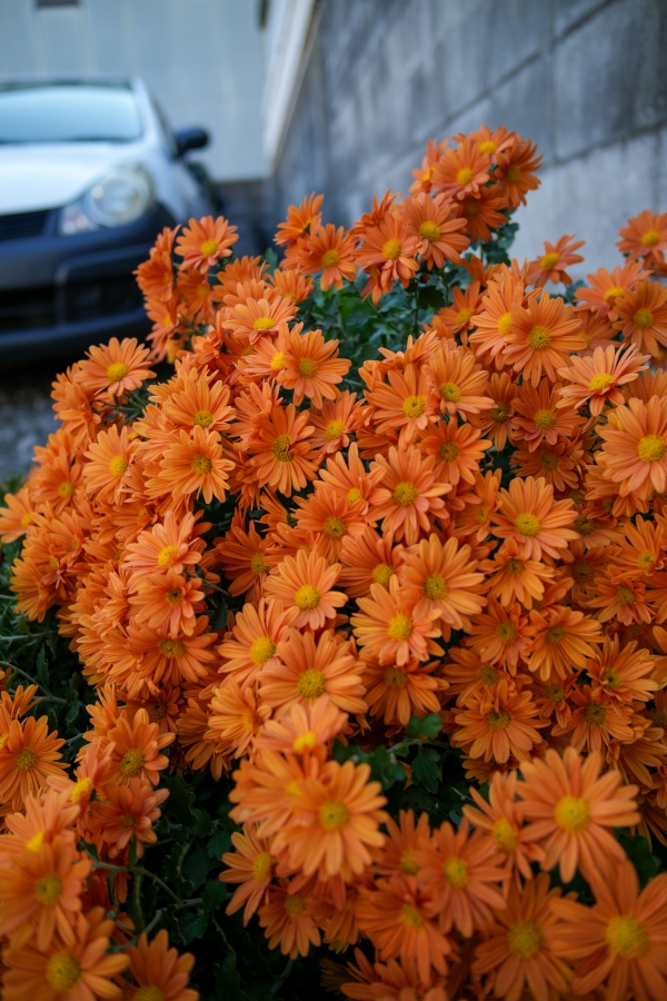 SONY α7CR + SAMYANG Remaster Slim 28mm F3.5