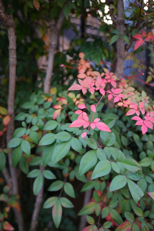 SONY α7CR + SAMYANG Remaster Slim 28mm F3.5