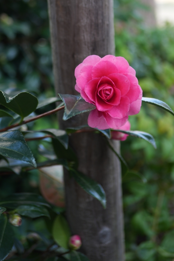 SONY α7CR + SAMYANG Remaster Slim 32mm F2.8