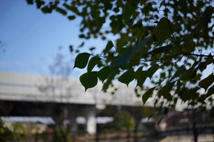 SONY α7CR + SAMYANG Remaster Slim 32mm F2.8