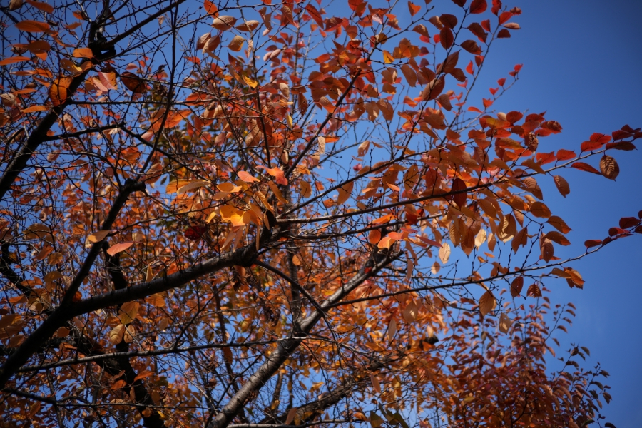 SONY α7CR + SAMYANG Remaster Slim 32mm F2.8