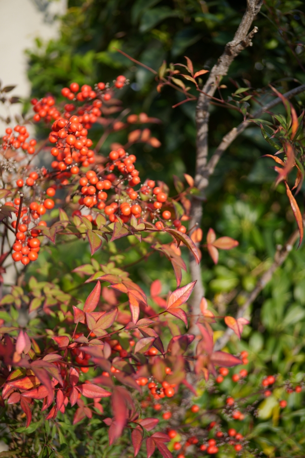 SONY α7CR + SAMYANG Remaster Slim 32mm F2.8