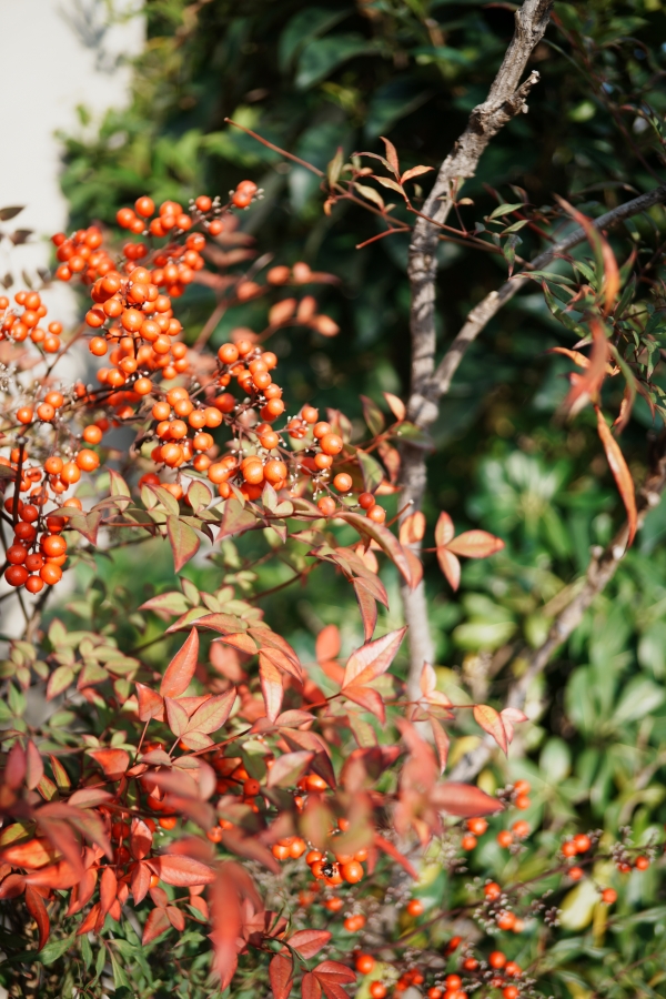 SONY α7CR + SAMYANG Remaster Slim 32mm F2.8