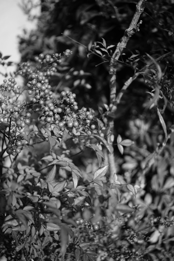 SONY α7CR + SAMYANG Remaster Slim 32mm F2.8