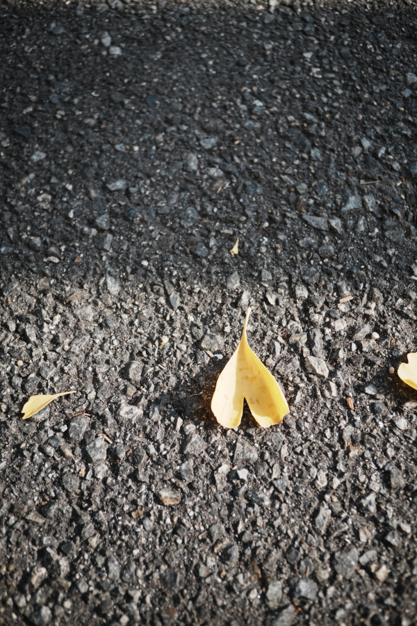 SONY α7CR + SAMYANG Remaster Slim 32mm F2.8