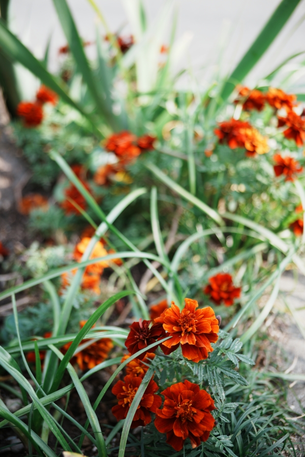 SONY α7CR + SAMYANG Remaster Slim 32mm F2.8