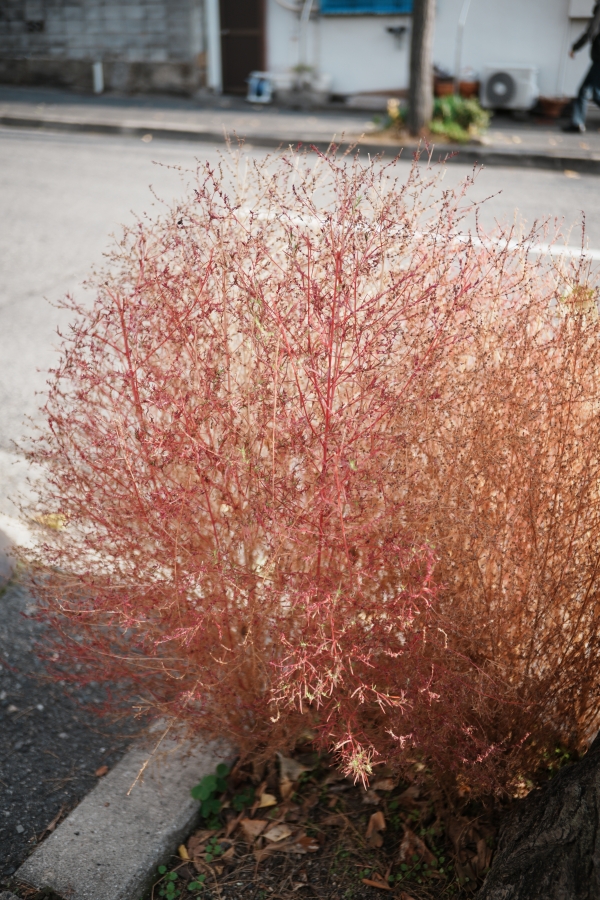 SONY α7CR + SAMYANG Remaster Slim 32mm F2.8