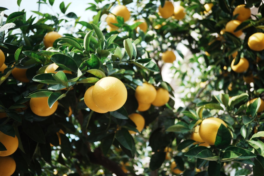 SONY α7CR + SAMYANG Remaster Slim 32mm F2.8