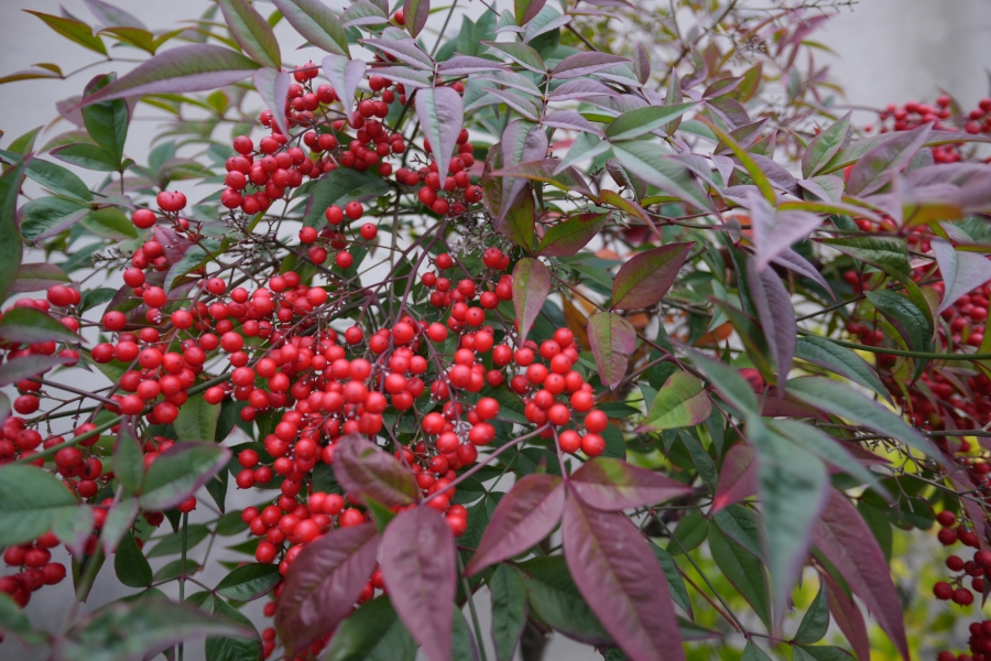 SONY α7CR + SAMYANG Remaster Slim 21mm F3.5