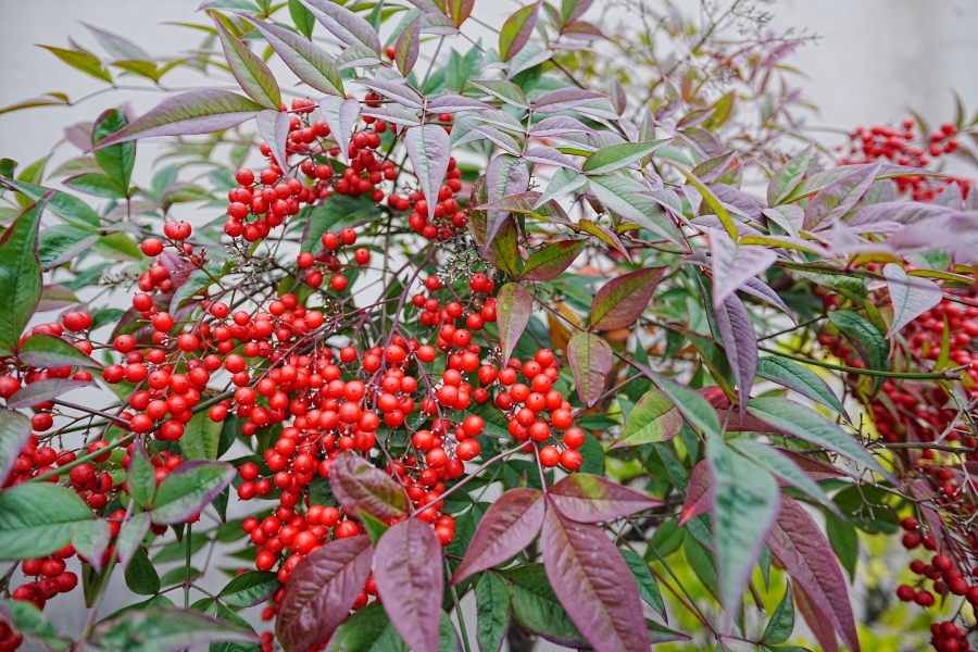 SONY α7CR + SAMYANG Remaster Slim 21mm F3.5