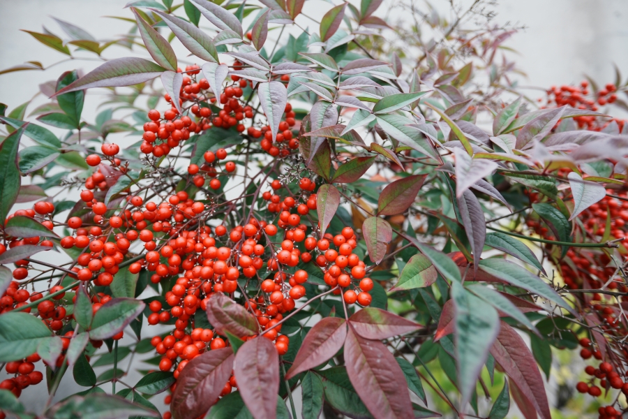 SONY α7CR + SAMYANG Remaster Slim 21mm F3.5