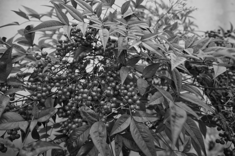 SONY α7CR + SAMYANG Remaster Slim 21mm F3.5