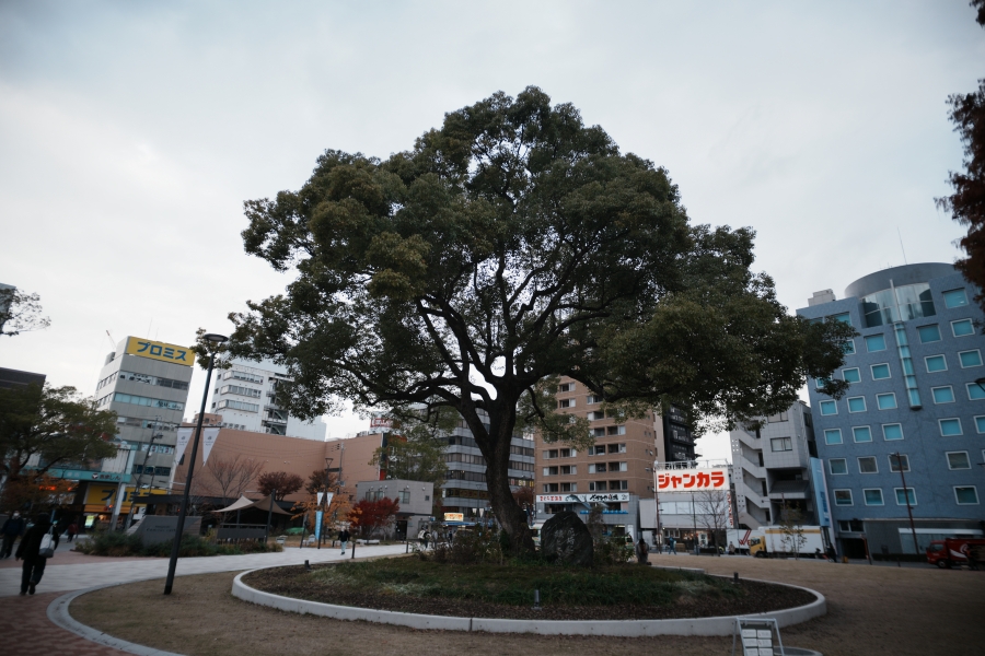 SONY α7CR + SAMYANG Remaster Slim 21mm F3.5