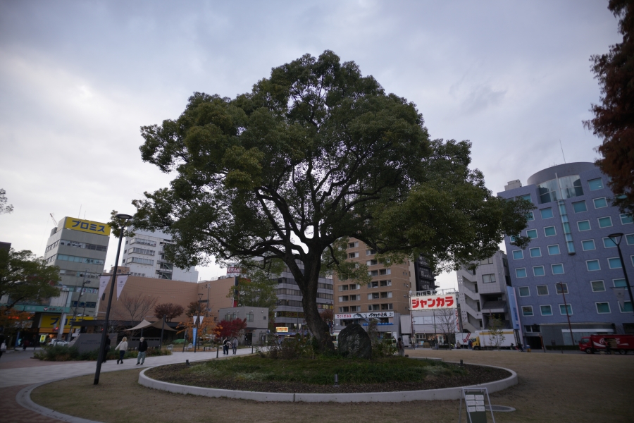 SONY α7CR + SAMYANG Remaster Slim 21mm F3.5