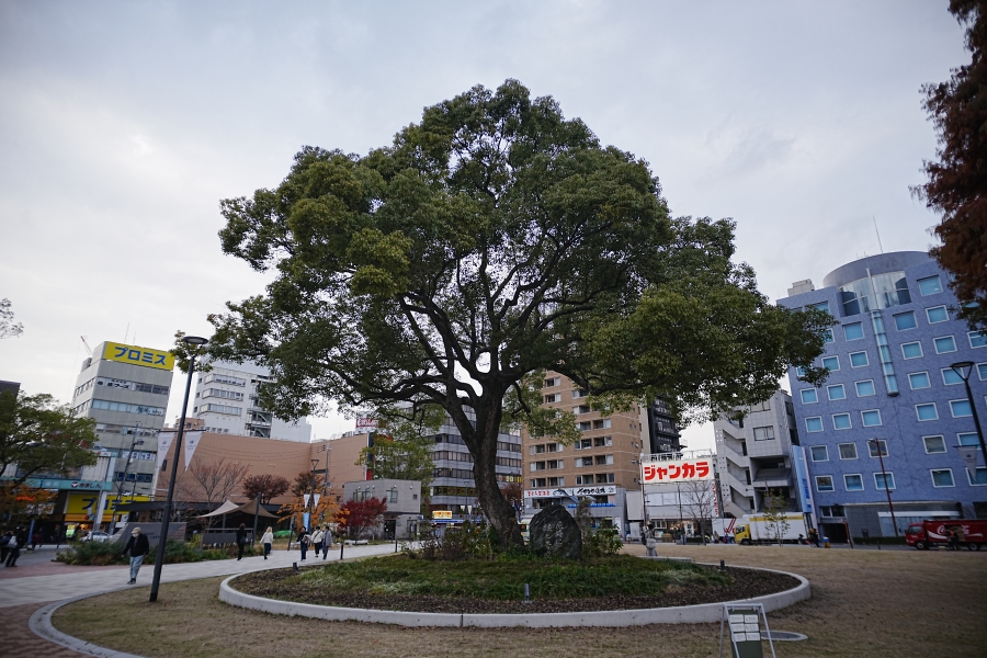 SONY α7CR + SAMYANG Remaster Slim 21mm F3.5