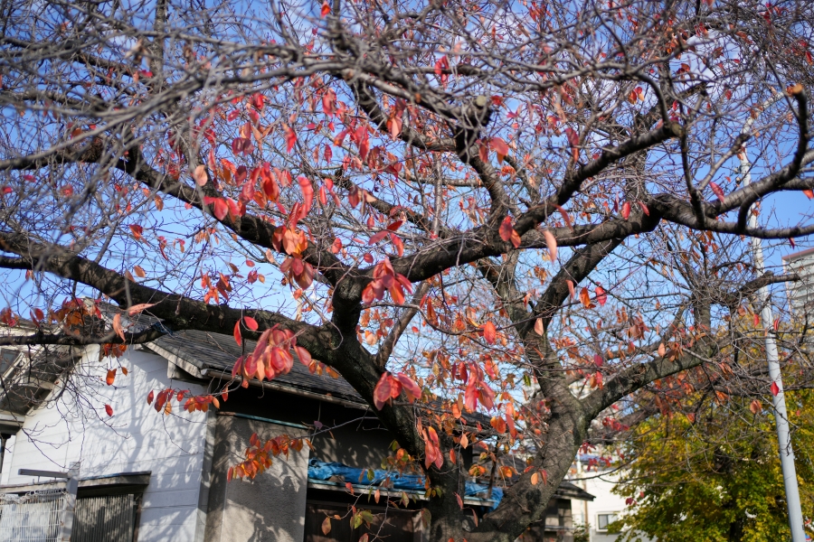 SONY α7CR + FE 35mm F1.8