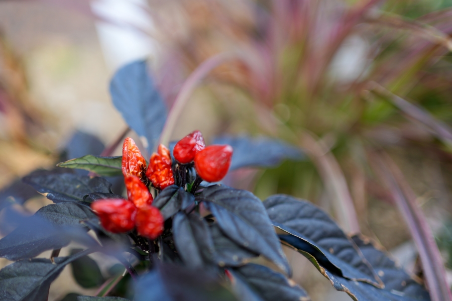 SONY α7CR + FE 35mm F1.8