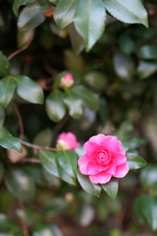 SONY α7CR + FE 50mm F1.4 GM