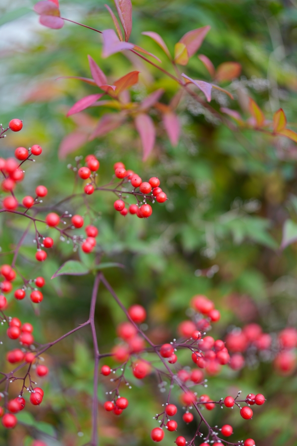 SONY α7CR + FE 50mm F1.4 GM