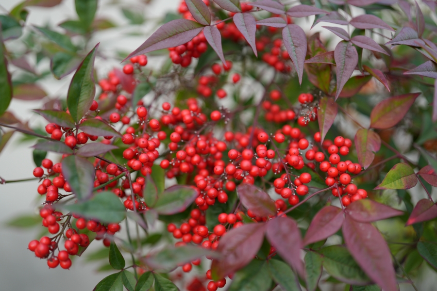 SONY α7CR + FE 50mm F1.4 GM