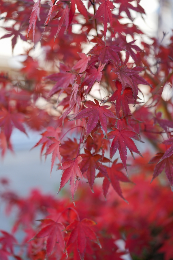 SONY α7CR + FE 24-50mm F2.8 G