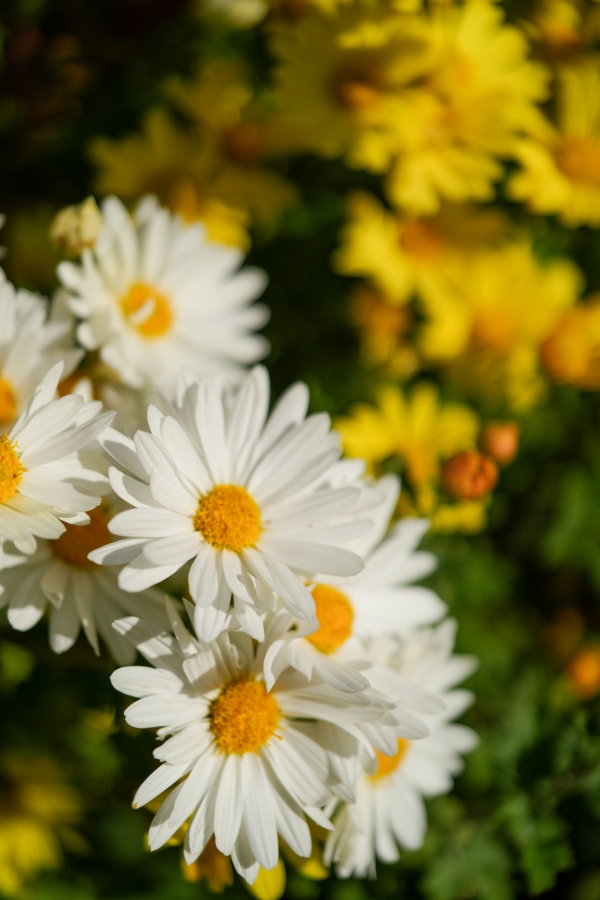 SONY α7CR + FE 24-50mm F2.8 G