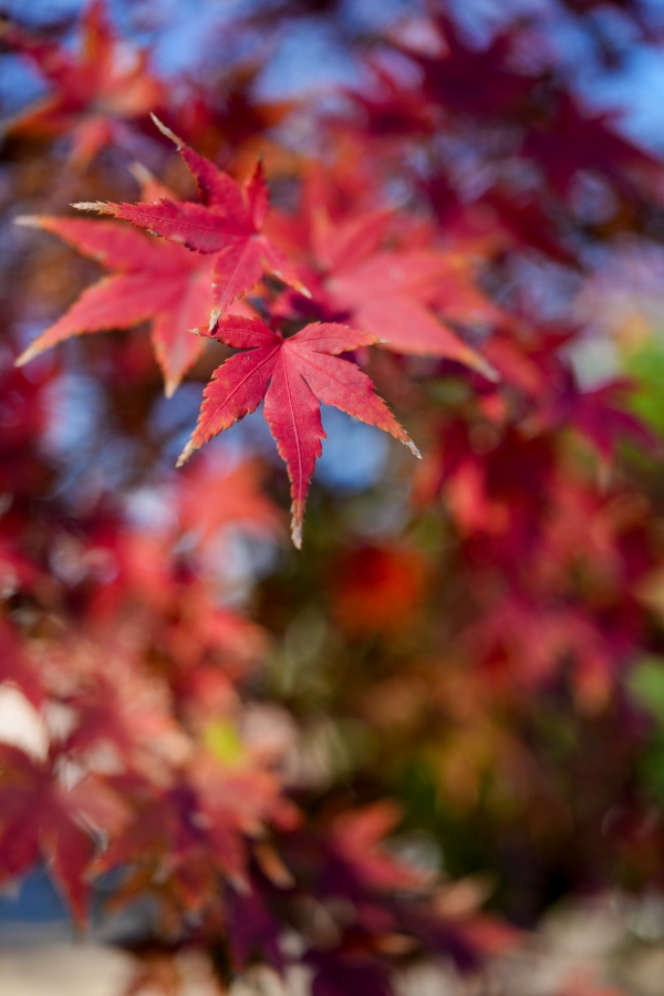 SONY α7CR + FE 24-50mm F2.8 G