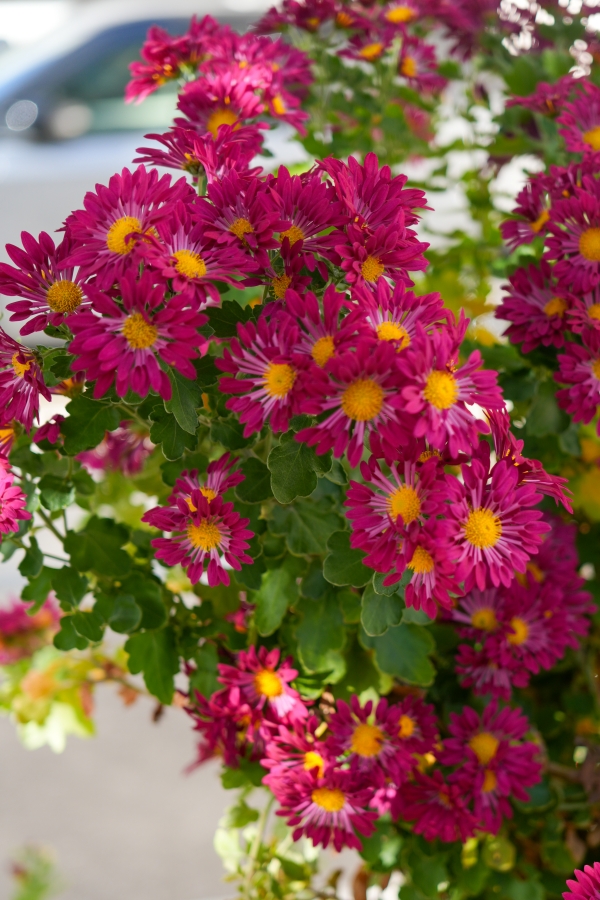 SONY α7CR + FE 24-50mm F2.8 G