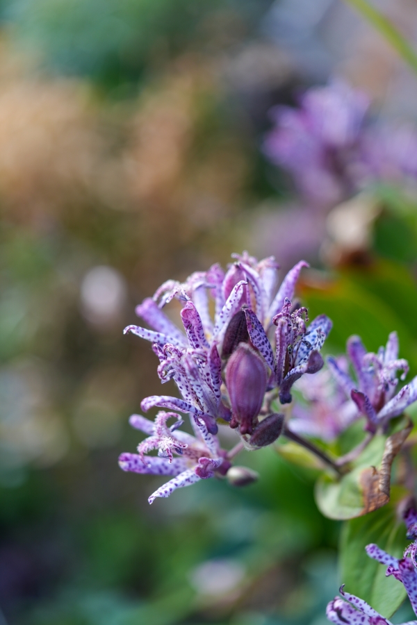 SONY α7CR + FE 24-50mm F2.8 G