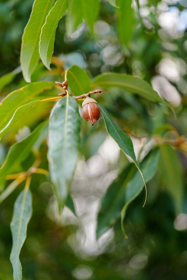 SONY α7CR + FE 24-50mm F2.8 G