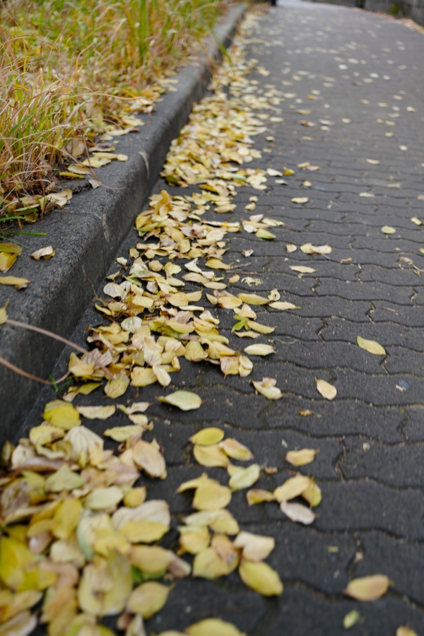 SONY α7CR + FE 24-50mm F2.8 G