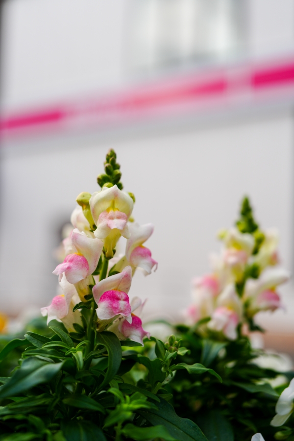 SONY α7CR + FE 24-50mm F2.8 G