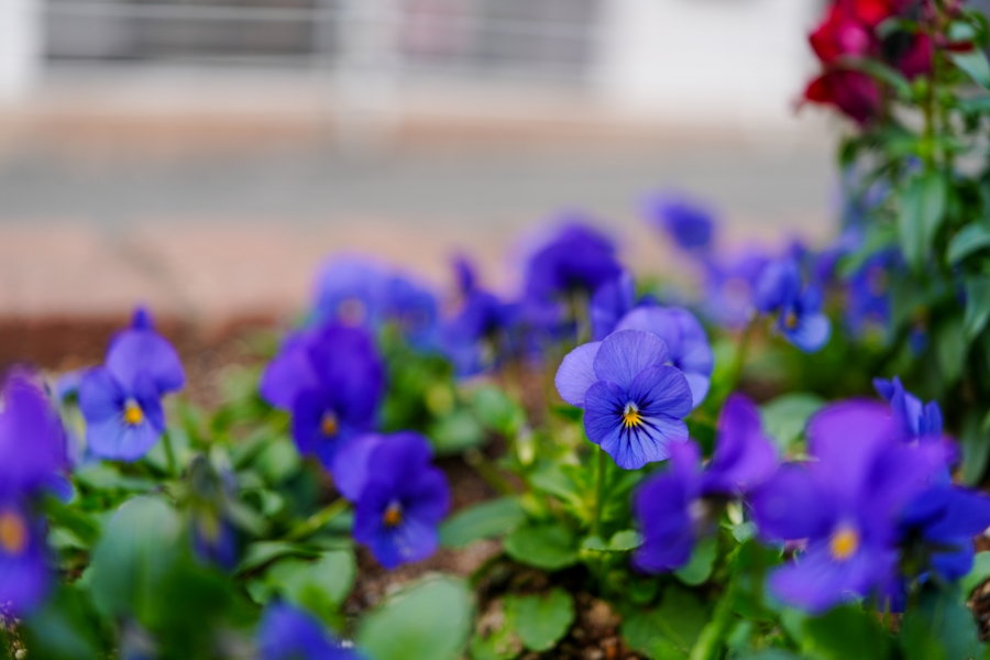 SONY α7CR + FE 24-50mm F2.8 G