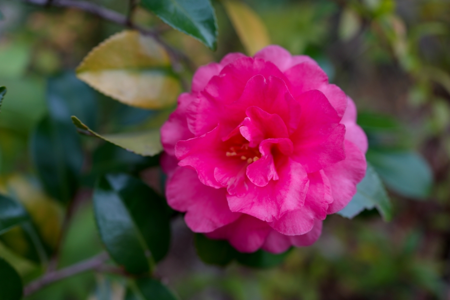 SONY α7CR + FE 24-50mm F2.8 G