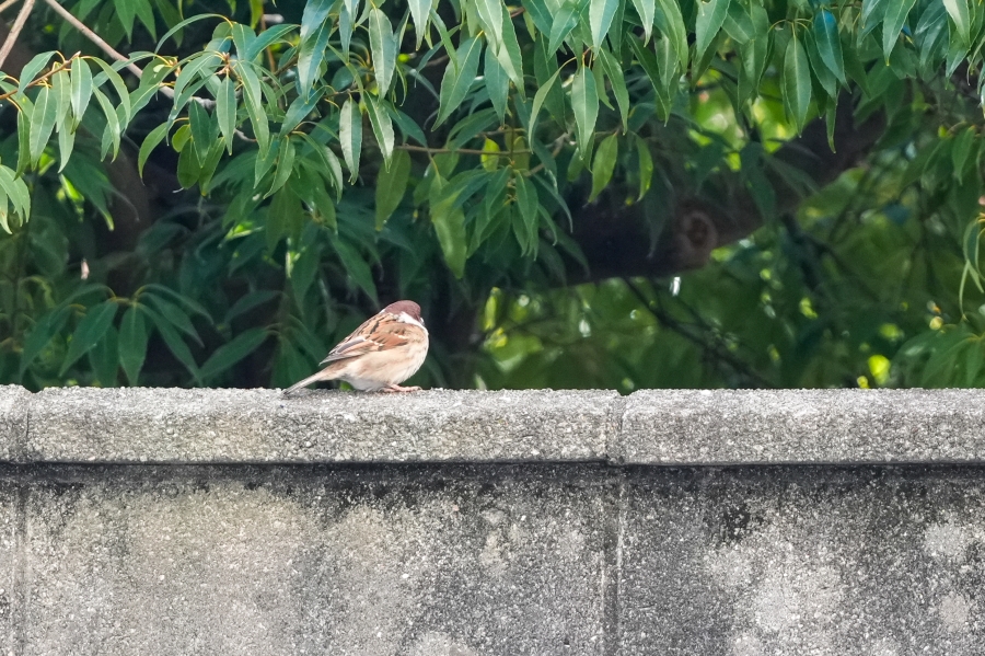 SONY α7CR + TAMRON 25-200mm F/2.8-5.6 Di III VXD