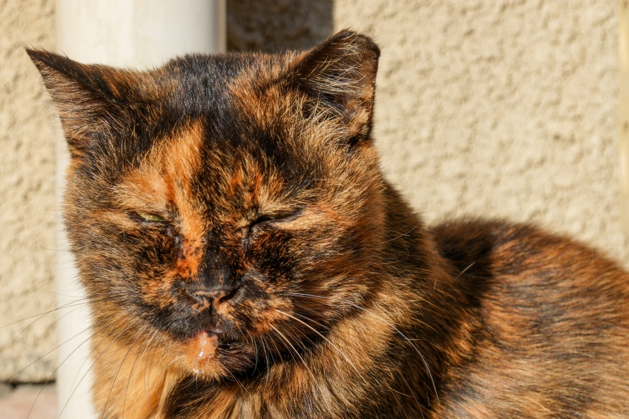 SONY α7CR + TAMRON 25-200mm F/2.8-5.6 Di III VXD