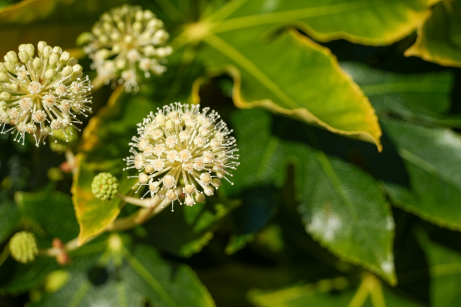 SONY α7CR + TAMRON 25-200mm F/2.8-5.6 Di III VXD