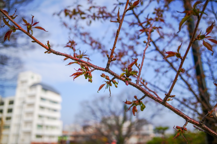 SONY α7CR + SAMYANG Remaster Slim 28mm F3.5