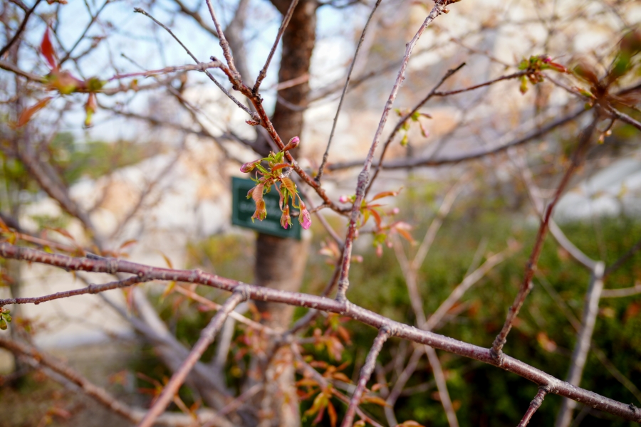 SONY α7CR + SAMYANG Remaster Slim 28mm F3.5