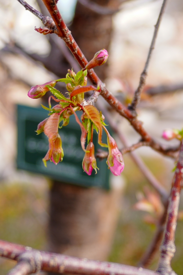 SONY α7CR + SAMYANG Remaster Slim 28mm F3.5