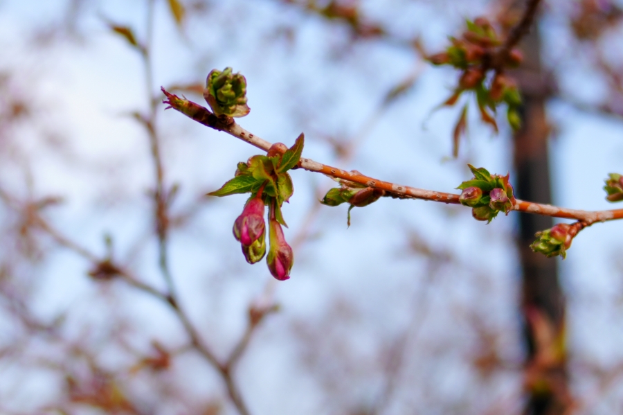 SONY α7CR + SAMYANG Remaster Slim 28mm F3.5