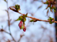 SONY α7CR + SAMYANG Remaster Slim 28mm F3.5