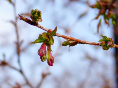 SONY α7CR + SAMYANG Remaster Slim 28mm F3.5